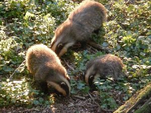 The \'mother\' with two of the cubs