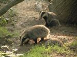 Badger cubs