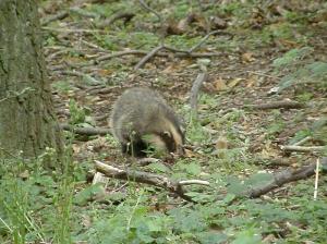 The tiny badger cub foraging