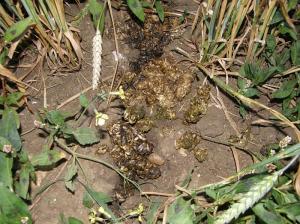 More badger dung with cereal