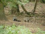 badgers-a-long-way-off