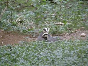 Mutual grooming at the sett entrance