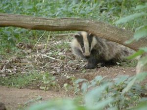 Badger cub