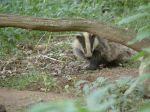badger-cub