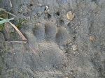 badger-print-2