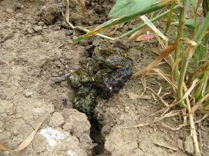 Badger dung with wheat