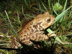 The frog by the path, happy in the rain