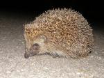 hedgehog1