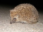 hedgehog2