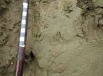 possible-stoat-track-1