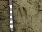roe-deer-track