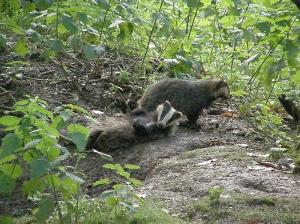 Having a good scratch by the sett entrance