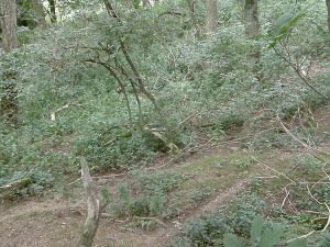 The central sett area - note the badger paths and undergrowth