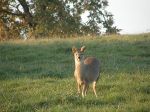 chinese-water-deer1