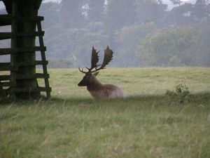 Fallow stag at Woburn