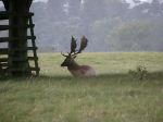 fallow-deer-stag