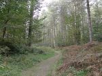 newborough-forest1