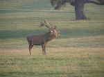 red-deer-stag
