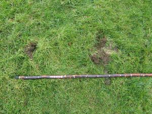 Badger snuffle holes on pasture
