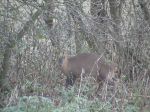 muntjac
