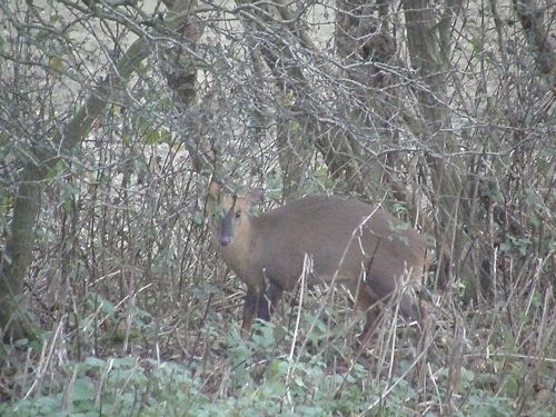 Muntjac