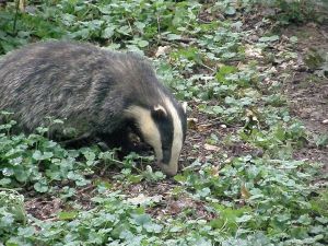 A badger in summer