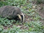 nick-the-badger-22