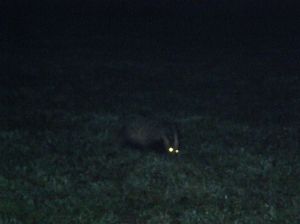 Night-time badger 2