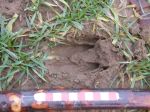 fallow-deer-track