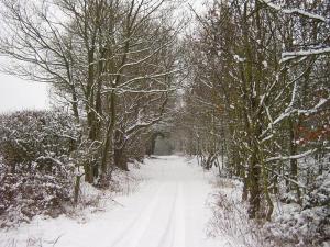 snowy-lane