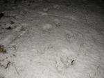 badger-trail-in-snow