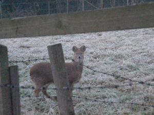 Chinese Water Deer in a frosty paddock