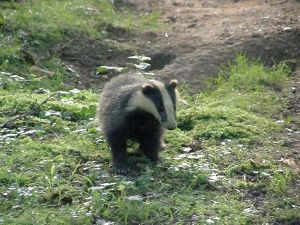Badger cub