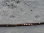 fox-tracks-in-snow