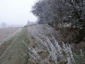 Frosty fields