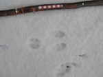 Rabbit track in&nbsp;snow