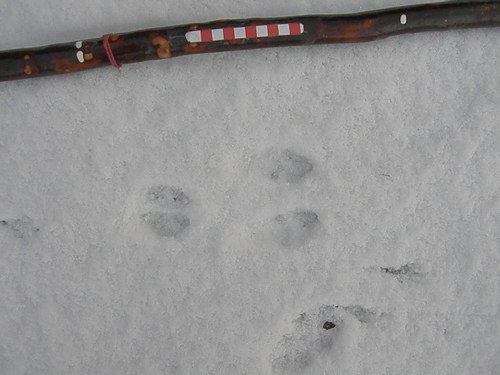 Rabbit track in snow