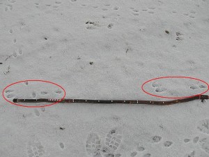 Bounding rabbit tracks
