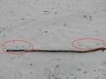 rabbit-tracks-long-stride-2