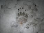 badger-track-in-snow-forepaw