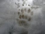 badger-track-in-snow-registered