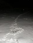 badger-tracks-in-snow