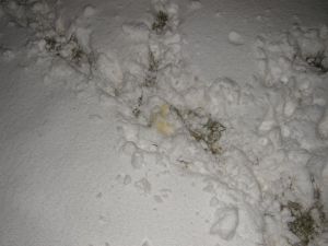 Badger urine (makes a change from pictures of dung!)