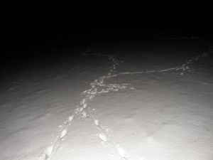 Badger tracks interacting