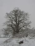 winter-oak
