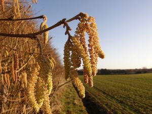 Catkins - spring is coming!