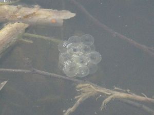 frogspawn Frogspawn