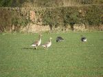 greylag-geese