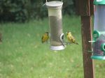 siskins