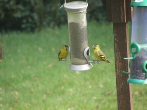 Siskins on the niger seed feeder